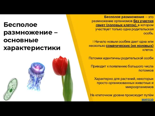 Бесполое размножение – основные характеристики Бесполое размножение — это размножение