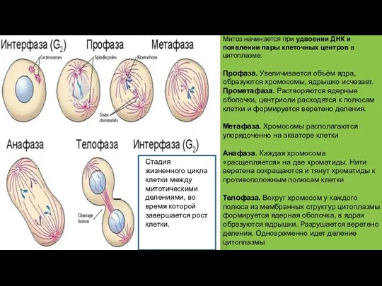 Митоз начинается при удвоении ДНК и появлении пары клеточных центров