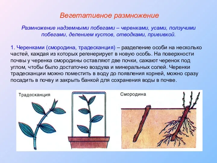 Размножение надземными побегами – черенками, усами, ползучими побегами, делением кустов,