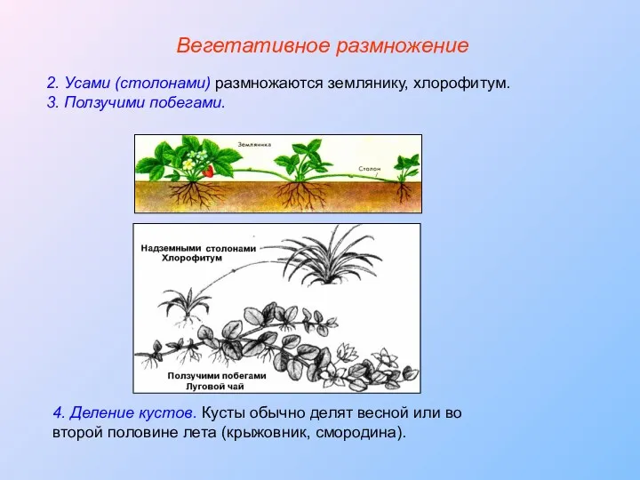 2. Усами (столонами) размножаются землянику, хлорофитум. 3. Ползучими побегами. 4.