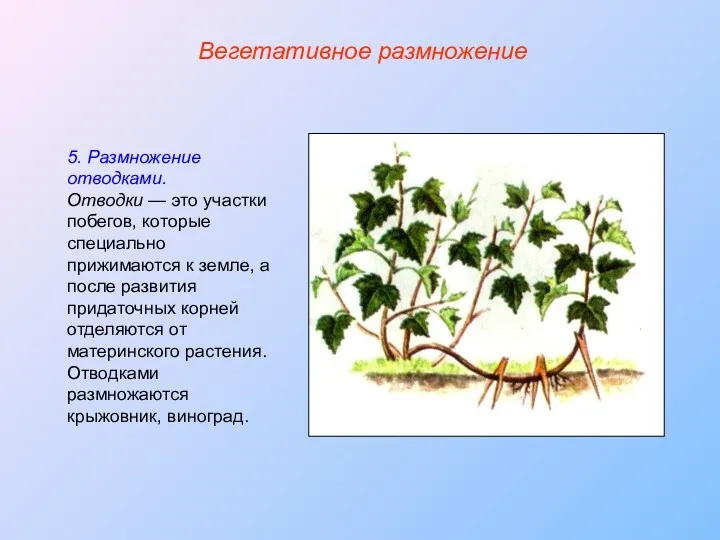 5. Размножение отводками. Отводки — это участки побегов, которые специально