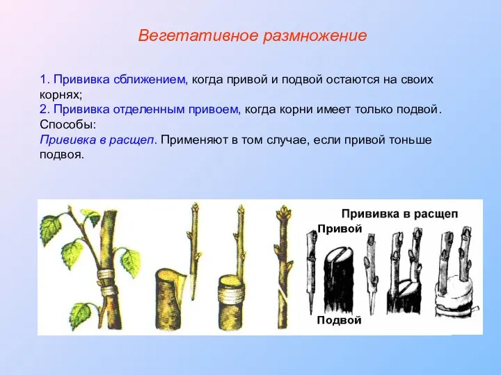 1. Прививка сближением, когда привой и подвой остаются на своих