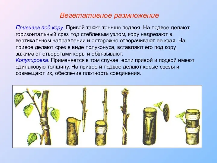 Прививка под кору. Привой также тоньше подвоя. На подвое делают