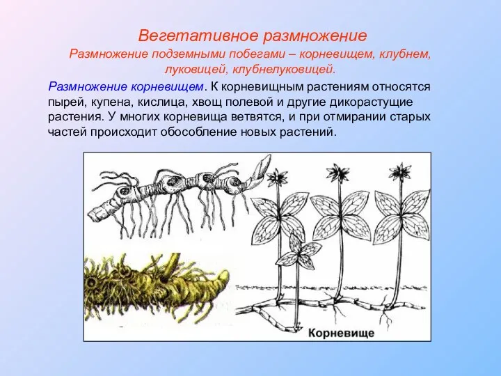 Размножение корневищем. К корневищным растениям относятся пырей, купена, кислица, хвощ