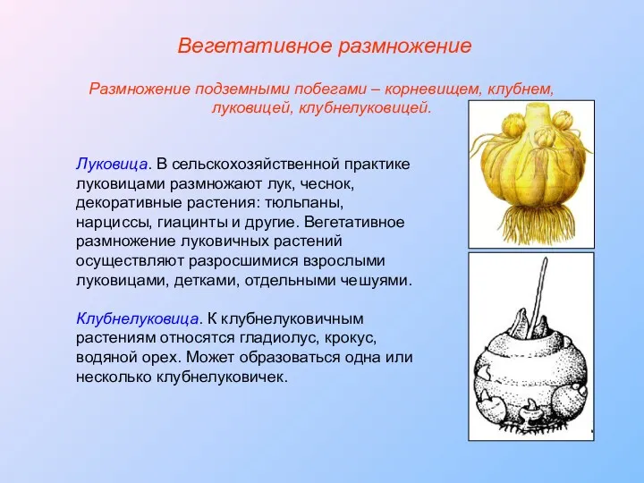Луковица. В сельскохозяйственной практике луковицами размножают лук, чеснок, декоративные растения: