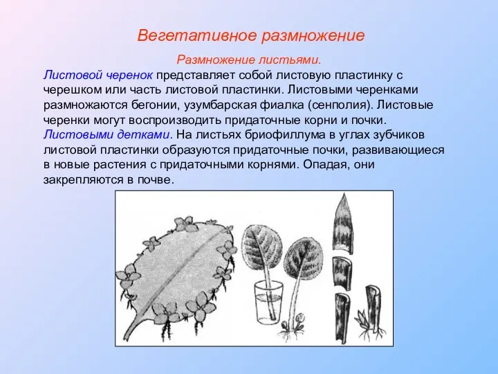 Размножение листьями. Листовой черенок представляет собой листовую пластинку с черешком