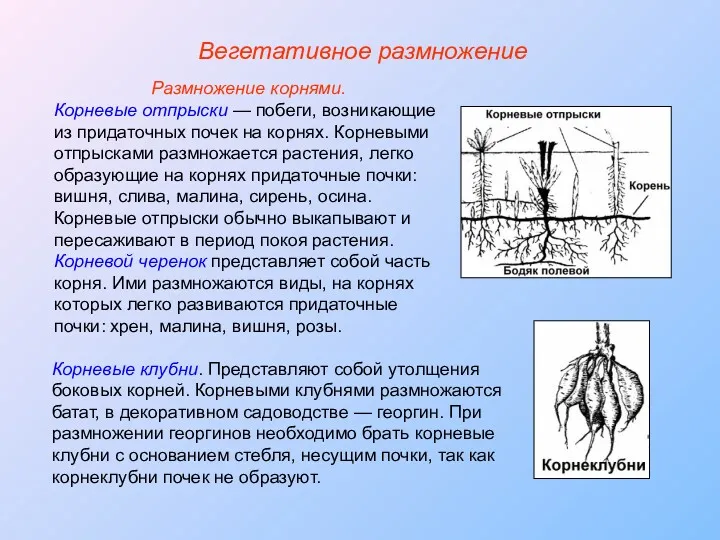 Размножение корнями. Корневые отпрыски — побеги, возникающие из придаточных почек