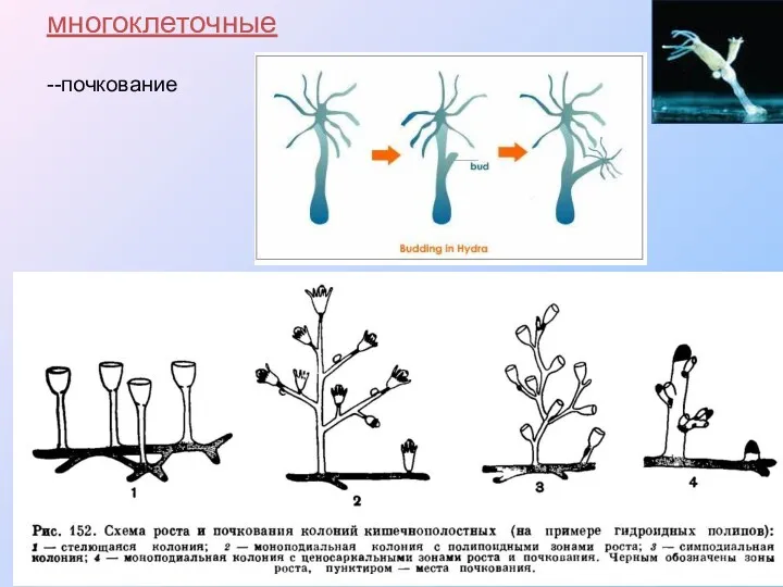 многоклеточные --почкование