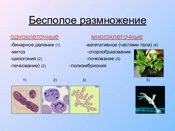 Бесполое размножение одноклеточные многоклеточные -бинарное деление (1) -вегетативное (частями тела)