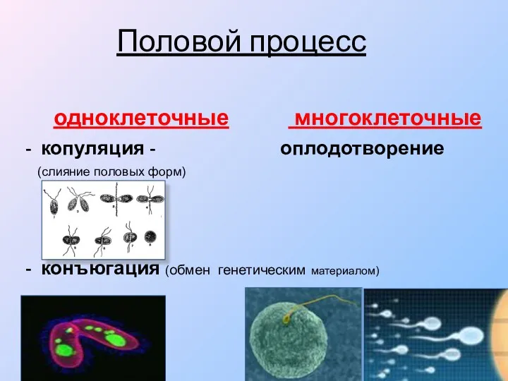 Половой процесс одноклеточные многоклеточные - копуляция - оплодотворение (слияние половых форм) - конъюгация (обмен генетическим материалом)