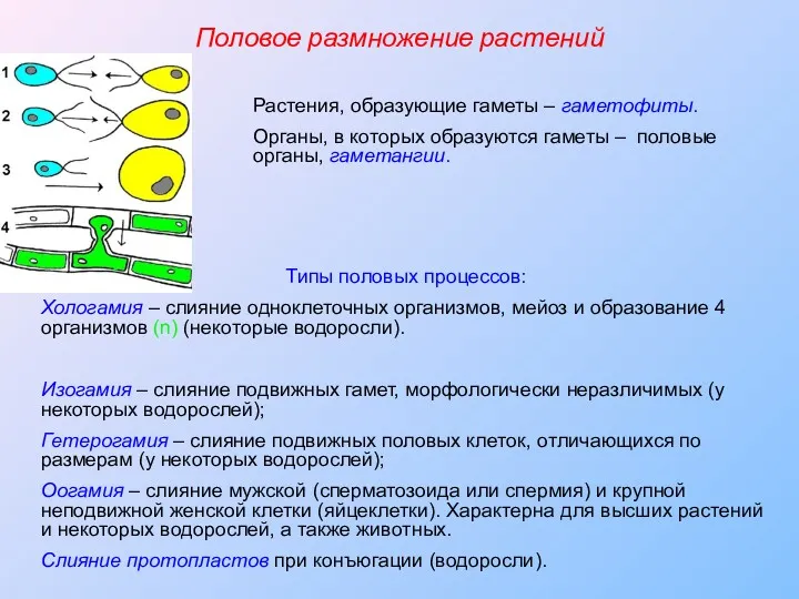 Половое размножение растений Растения, образующие гаметы – гаметофиты. Органы, в