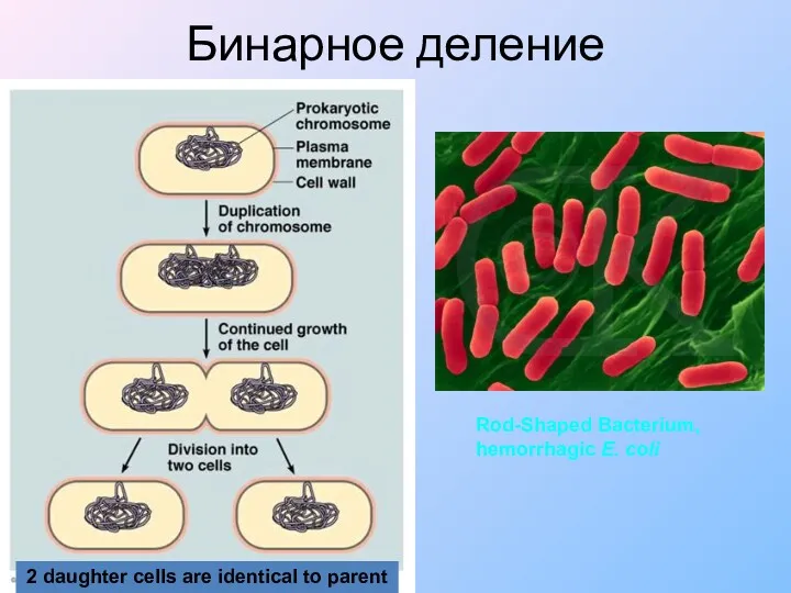 Бинарное деление Rod-Shaped Bacterium, hemorrhagic E. coli 2 daughter cells are identical to parent