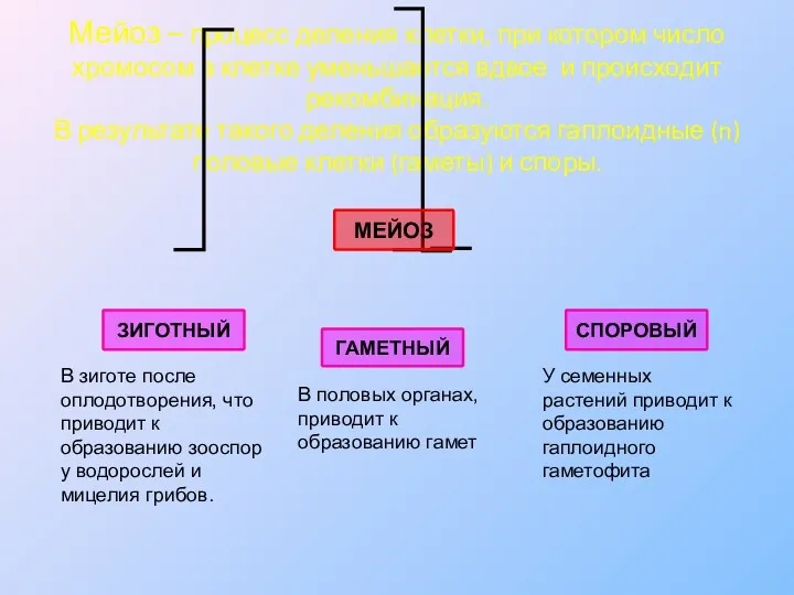 Мейоз – процесс деления клетки, при котором число хромосом в