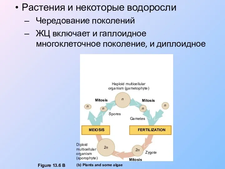 Растения и некоторые водоросли Чередование поколений ЖЦ включает и гаплоидное многоклеточное поколение, и диплоидное