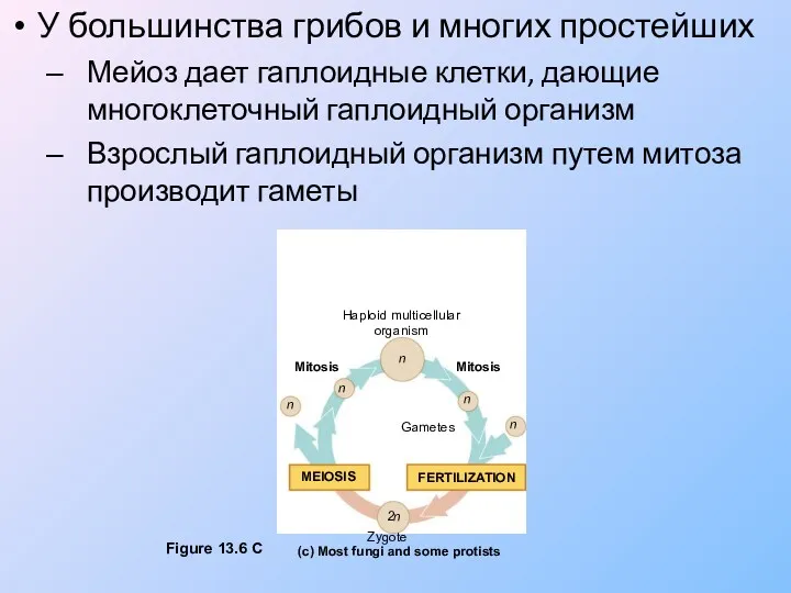 У большинства грибов и многих простейших Мейоз дает гаплоидные клетки,