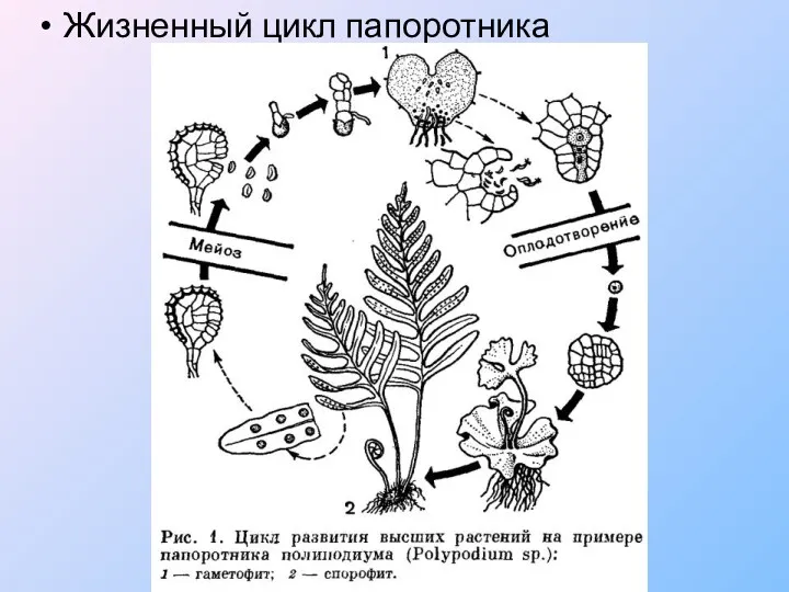 Жизненный цикл папоротника