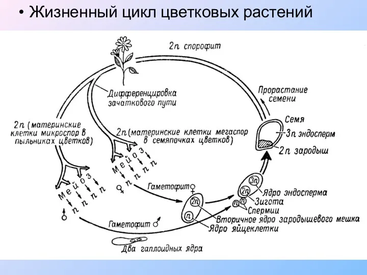 Жизненный цикл цветковых растений