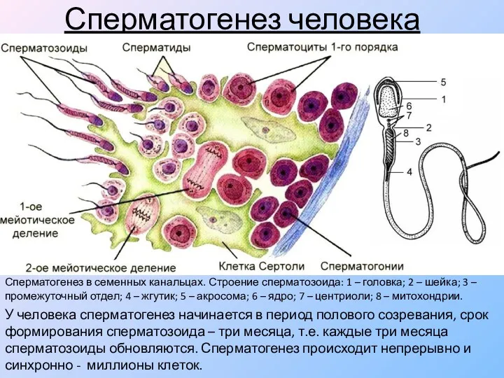 Сперматогенез человека Сперматогенез в семенных канальцах. Строение сперматозоида: 1 –