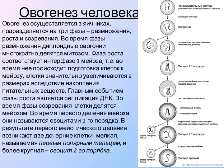 Овогенез человека Овогенез осуществляется в яичниках, подразделяется на три фазы