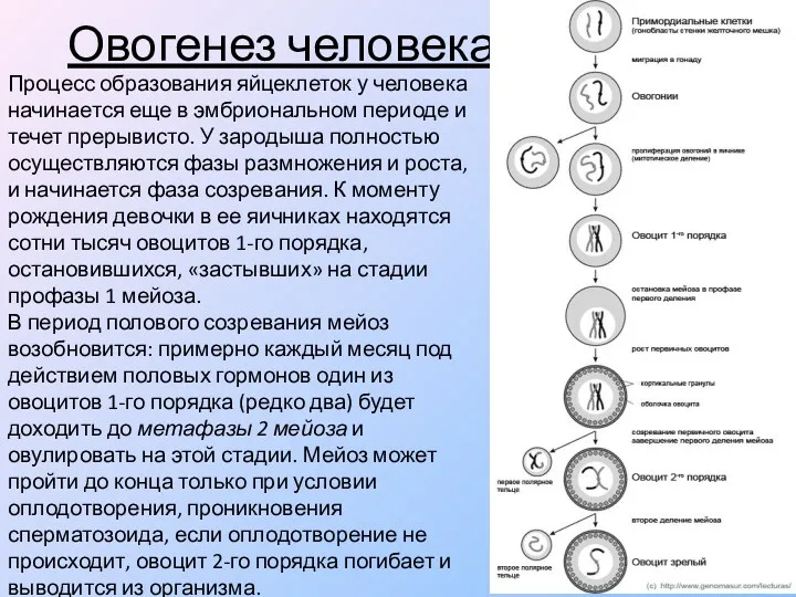 Овогенез человека Процесс образования яйцеклеток у человека начинается еще в