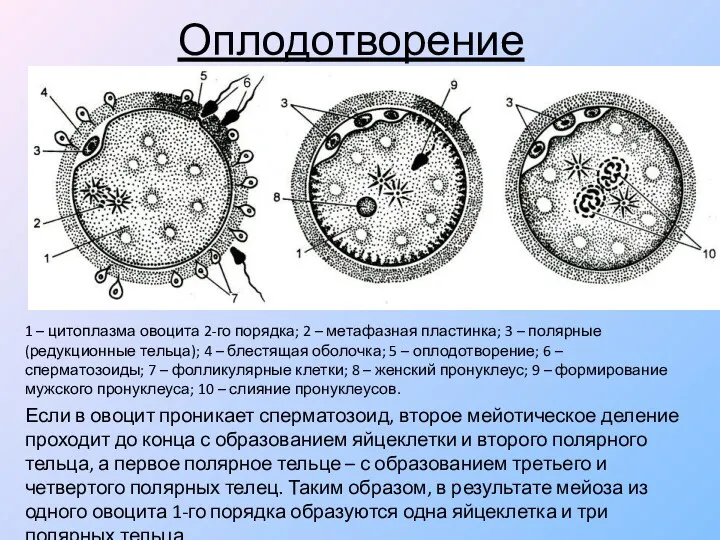 Оплодотворение 1 – цитоплазма овоцита 2-го порядка; 2 – метафазная