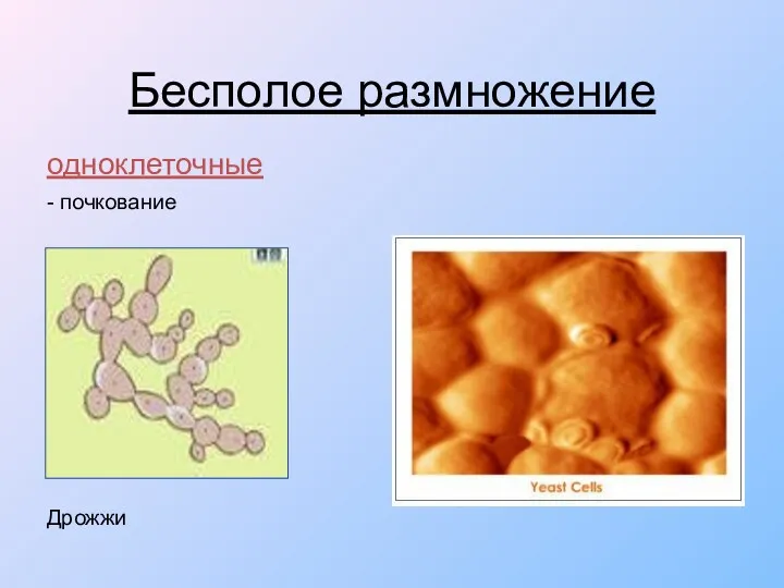 Бесполое размножение одноклеточные - почкование Дрожжи