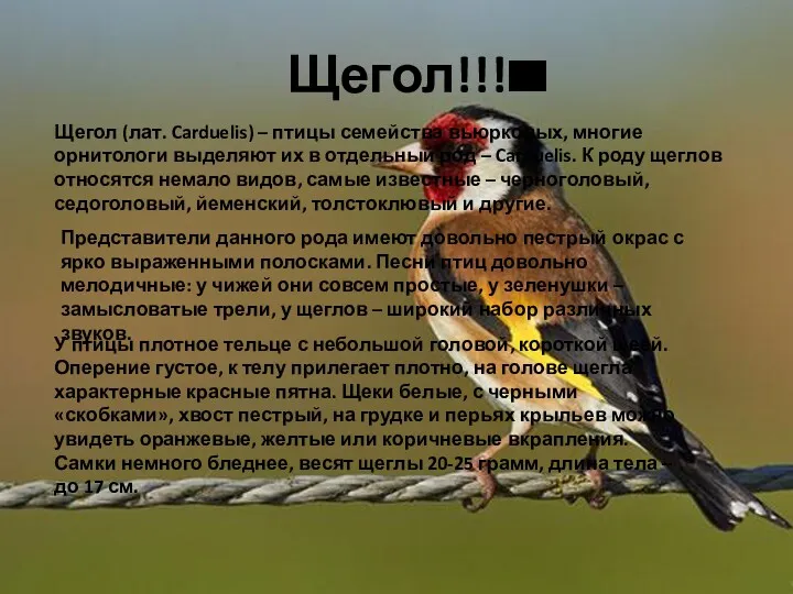 Щегол!!! Щегол (лат. Carduelis) – птицы семейства вьюрковых, многие орнитологи