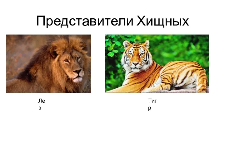 Представители Хищных Лев Тигр