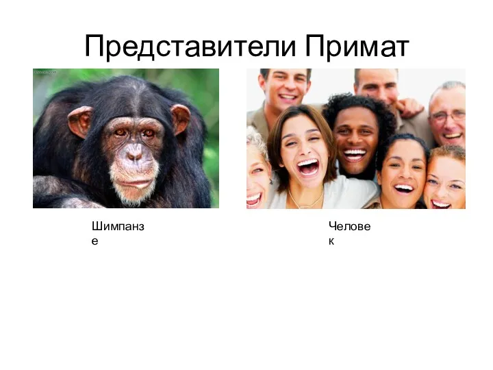 Представители Примат Шимпанзе Человек