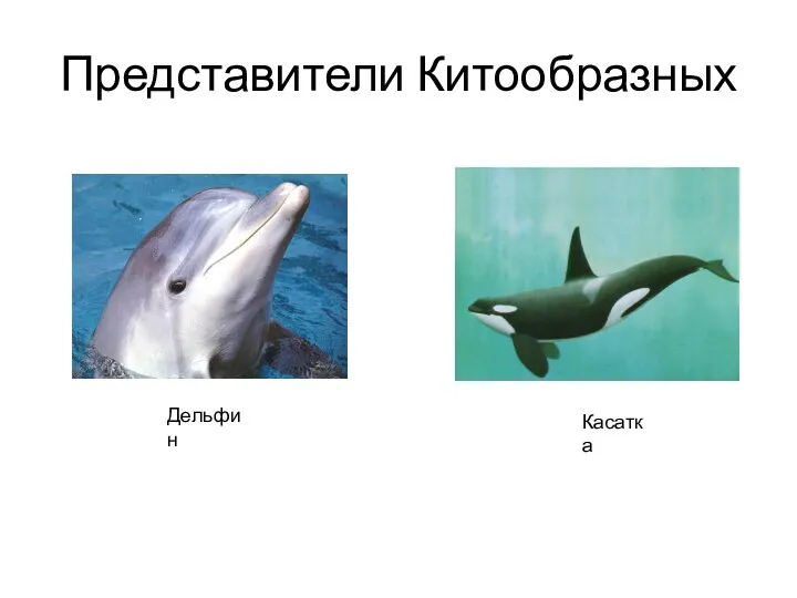 Представители Китообразных Дельфин Касатка