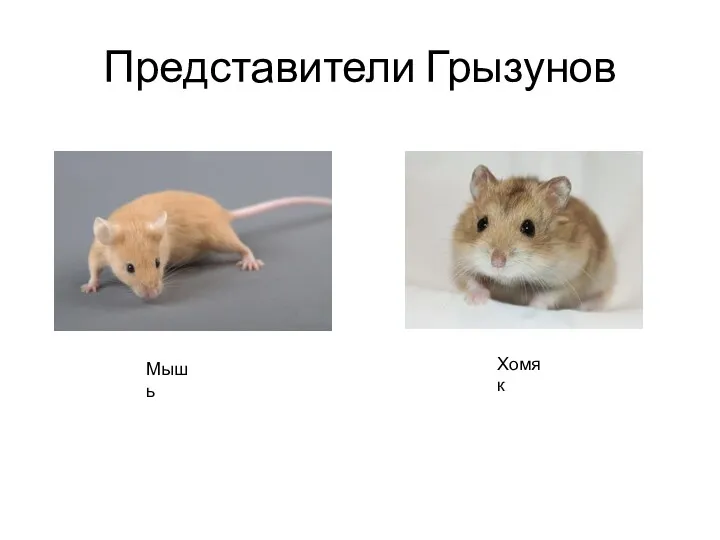 Представители Грызунов Мышь Хомяк