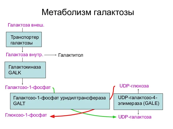 Метаболизм галактозы Галактоза внеш. Транспортер галактозы Галактокиназа GALK Галактозо-1-фосфат UDP-галактоза