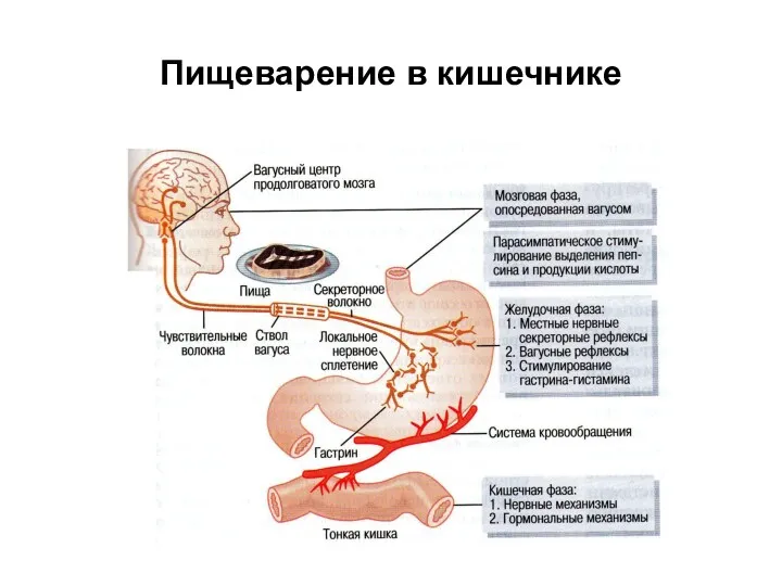 Пищеварение в кишечнике