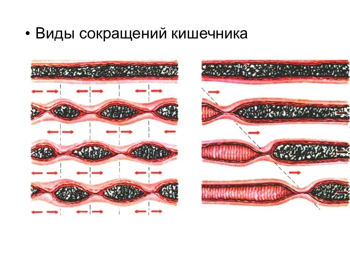 ВИДЫ МОТОРИКИ ТОНКОЙ кишки Виды сокращений кишечника