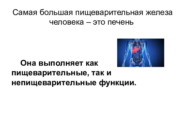 Самая большая пищеварительная железа человека – это печень Она выполняет как пищеварительные, так и непищеварительные функции.