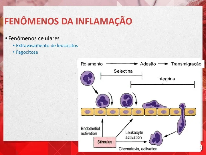 FENÔMENOS DA INFLAMAÇÃO Fenômenos celulares Extravasamento de leucócitos Fagocitose