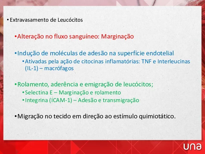 Extravasamento de Leucócitos Alteração no fluxo sanguíneo: Marginação Indução de