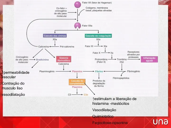 ↑estimulam a liberação de histamina -mastócitos Vasodilatação Quimiotatico Fagocitose-opsonina ↑permeabilidade vascular Contração do musculo liso vasodilatação