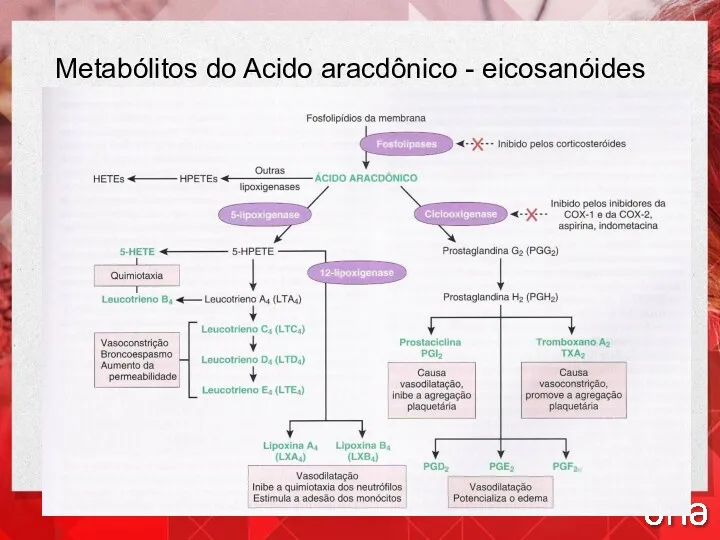 Metabólitos do Acido aracdônico - eicosanóides