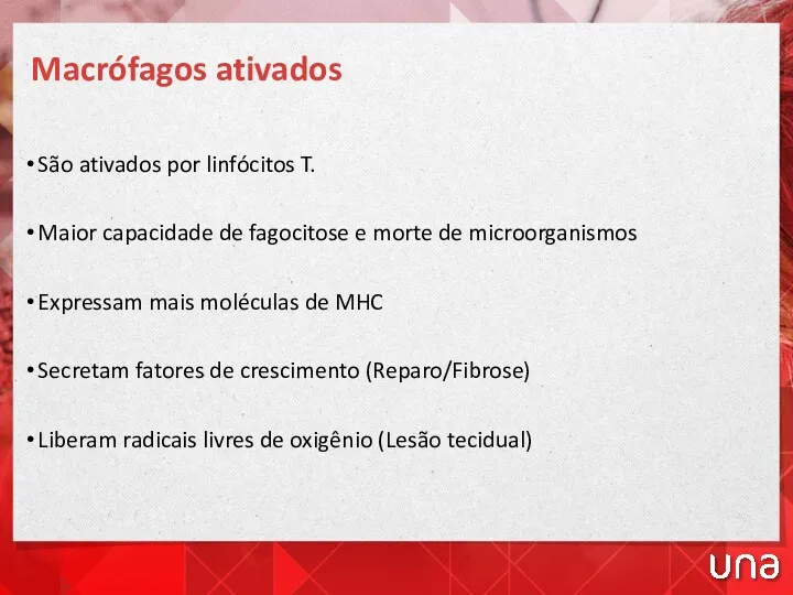 Macrófagos ativados São ativados por linfócitos T. Maior capacidade de