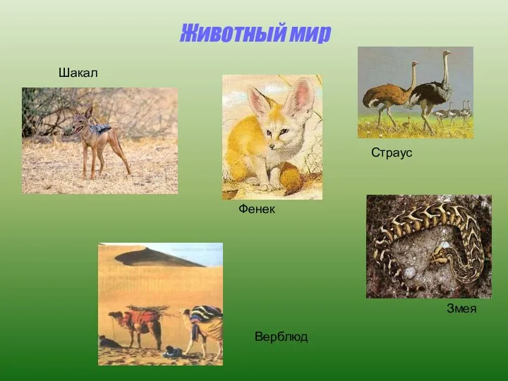 Животный мир Шакал Змея Верблюд Фенек Страус