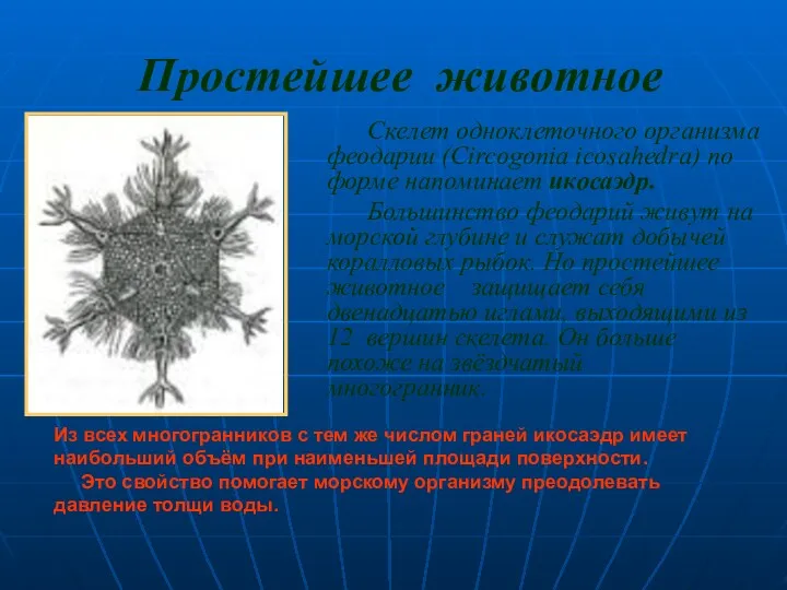 Простейшее животное Скелет одноклеточного организма феодарии (Circogonia icosahedra) по форме