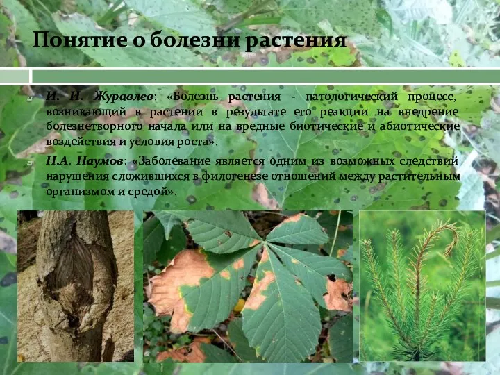 И. И. Журавлев: «Болезнь растения - патологический процесс, возникающий в растении в результате