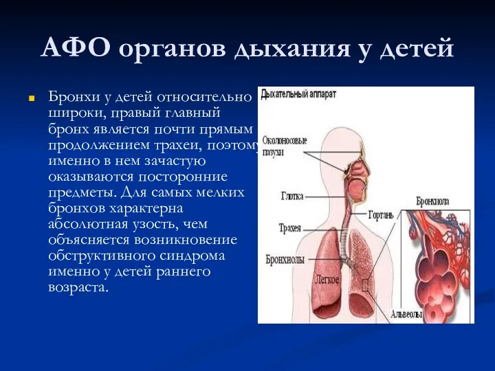 АФО органов дыхания у детей Бронхи у детей относительно широки,