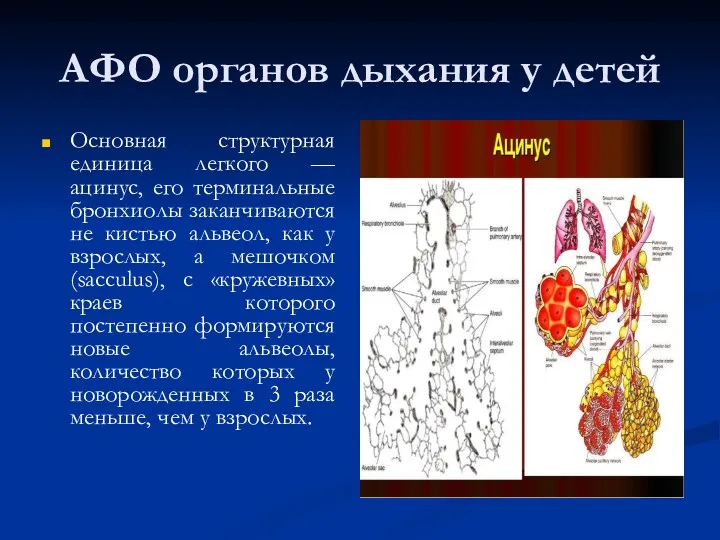 АФО органов дыхания у детей Основная структурная единица легкого —