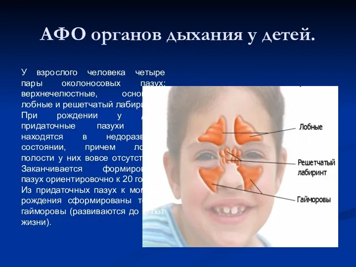 АФО органов дыхания у детей. У взрослого человека четыре пары