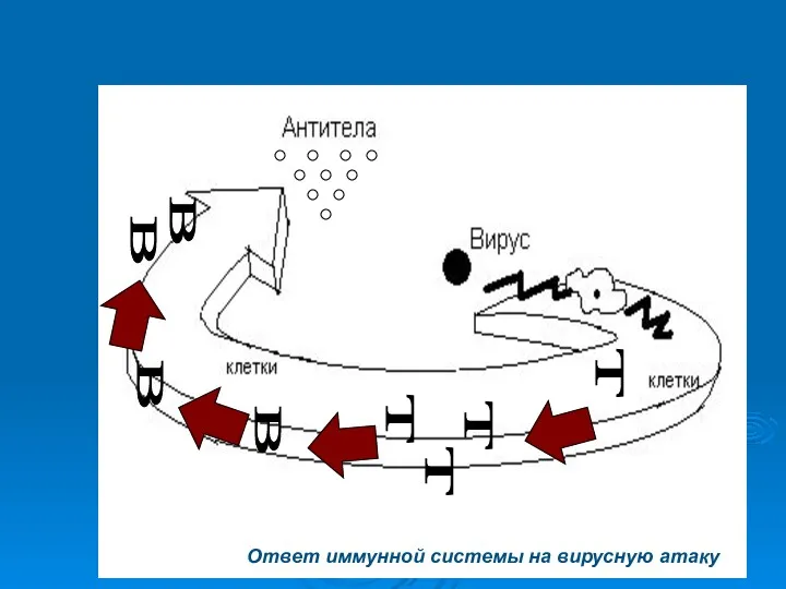 Ответ иммунной системы на вирусную атаку Т Т Т Т В В В В