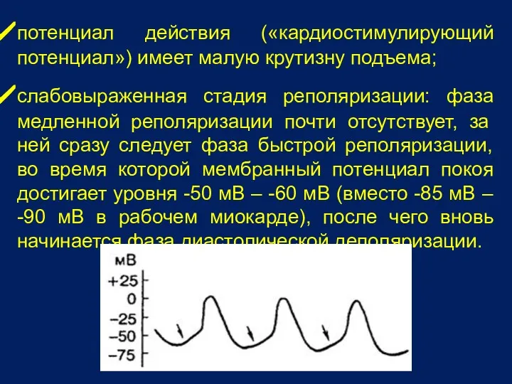 потенциал действия («кардиостимулирующий потенциал») имеет малую крутизну подъема; слабовыраженная стадия