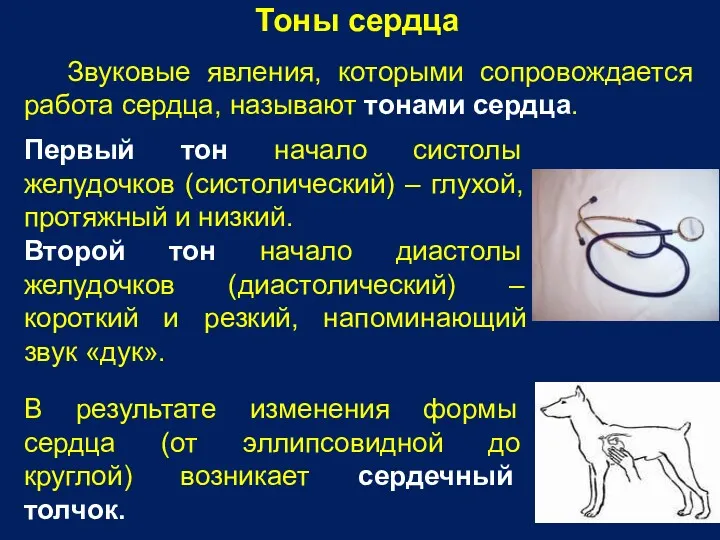 Тоны сердца Звуковые явления, которыми сопровождается работа сердца, называют тонами