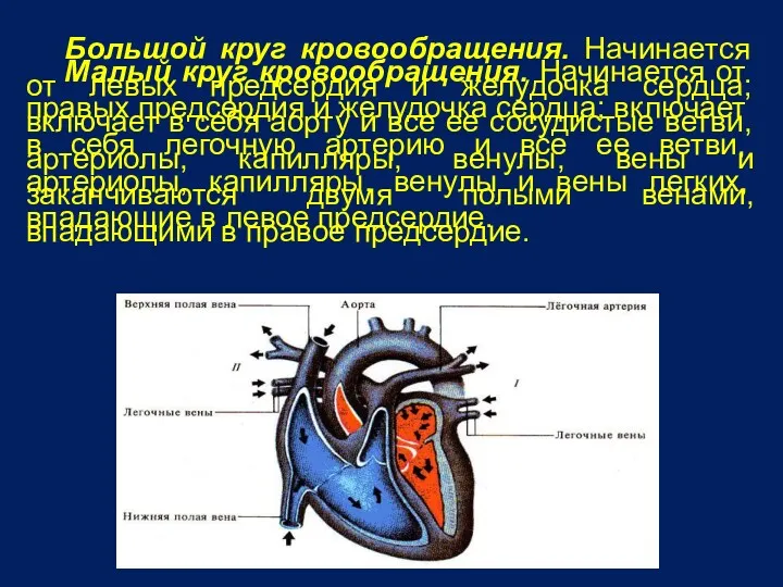 Большой круг кровообращения. Начинается от левых предсердия и желудочка сердца;